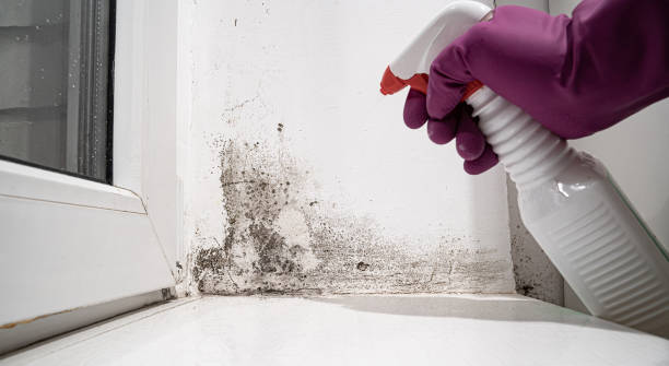 Best Mold removal after water damage  in USA